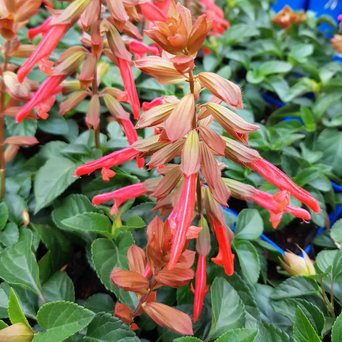 Salvia Ember’s Wish