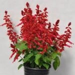 Salvia Grandstand Candy Apple