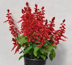 Salvia Grandstand Candy Apple