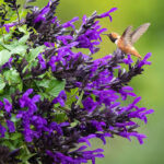 Salvia Hummingbird Falls