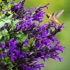 Salvia Hummingbird Falls