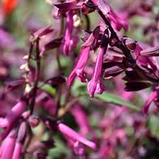 Salvia Love and Wishes