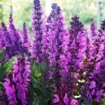 Salvia nemorosa Bumbleberry