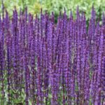 Salvia nemorosa Caradonna