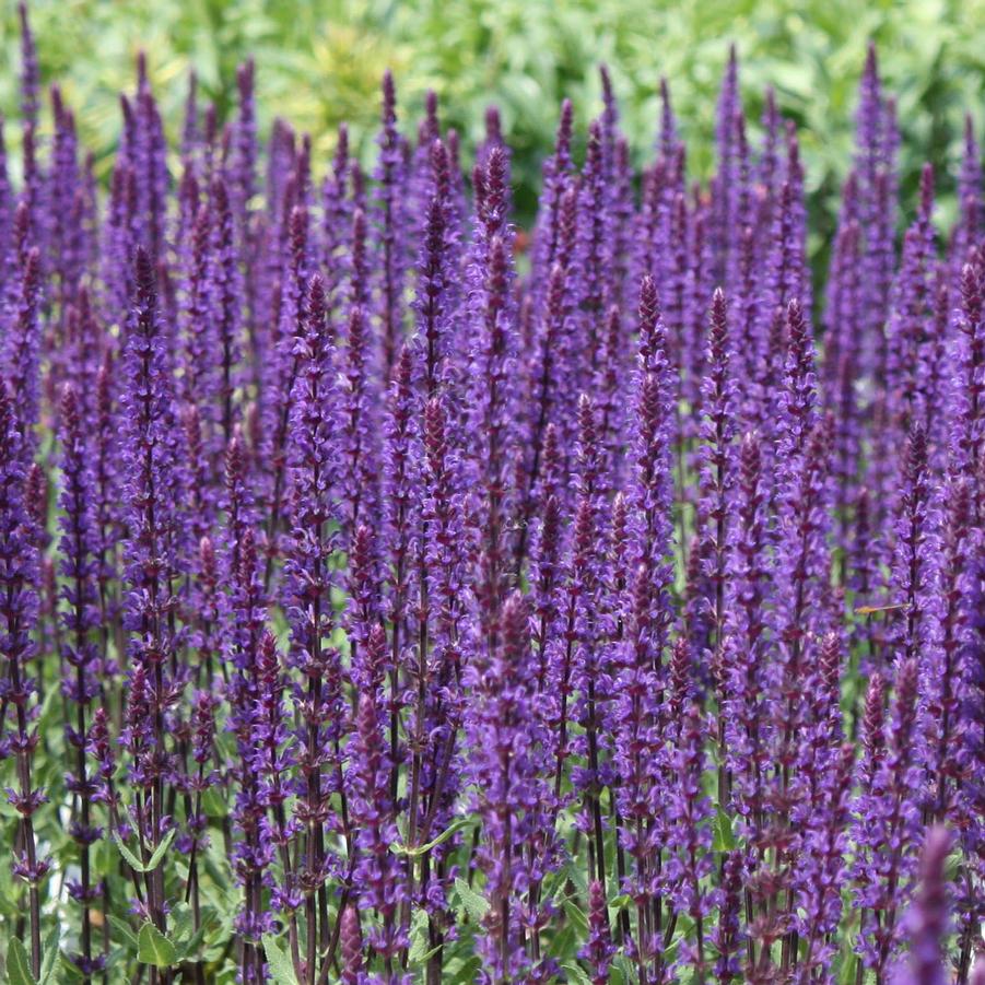 Salvia nemorosa Caradonna