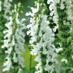 Salvia nemorosa Lyrical White