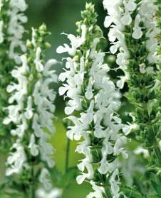 Salvia nemorosa Lyrical White