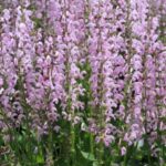 Salvia pratensis Eveline