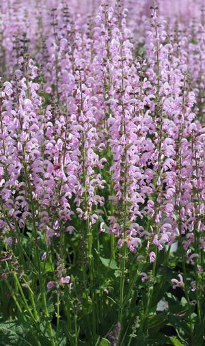 Salvia pratensis