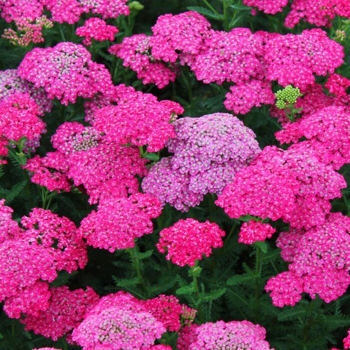 Achillea millefolium Saucy Seduction