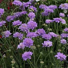 Scabiosa columbaria Flutter Deep Blue