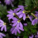 Scaevola Bombay Dark Blue