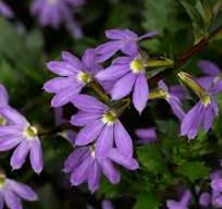 Scaevola Bombay Dark Blue