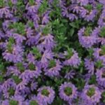 Scaevola Surdiva Classic Blue