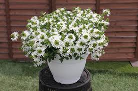 Scaevola Surdiva White