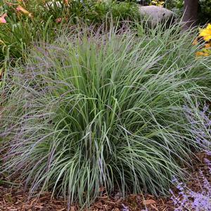 Schizachyrium scoparium ‘Twilight Zone’