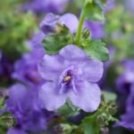 Bacopa Scopia Double Indigo