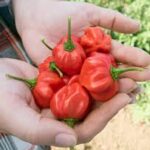 Hot Pepper Scotch Bonnet Jamaican Red (Single)