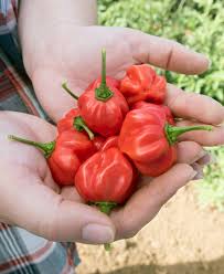 Scotch Bonnet Jamaican Red (