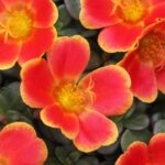 Portulaca Sea Glass Rum Punch