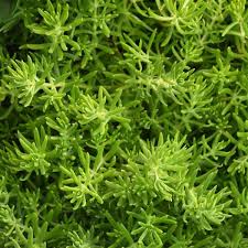 Sedum Gold Mound