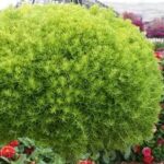 Sedum Lemon Ball