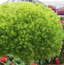 Sedum Lemon Ball