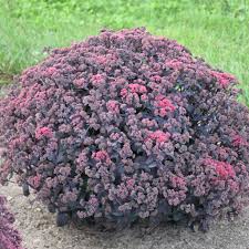 Sedum Rock ‘N Grow Midnight Velvet