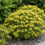 Sedum Rock 'N Round Bright Idea