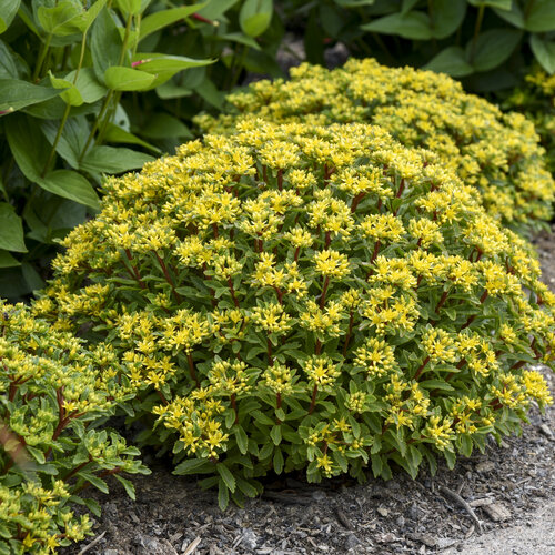 Sedum Rock ‘N Round Bright Idea