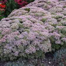 Sedum Rock ‘N Round Pure Joy