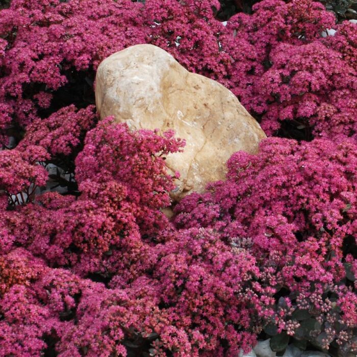 Sedum Sunsparkler Dazzleberry