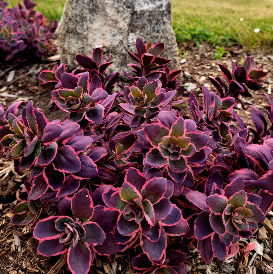 Sedum Sunsparkler Dazzler