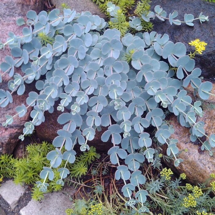 Sedum sieboldii