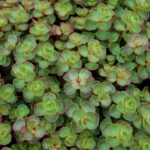 Sedum spurium Dragons Blood