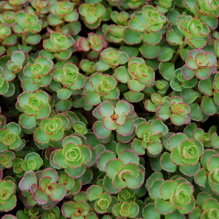 Sedum spurium Dragons Blood