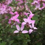 Cleome Senorita Rosalita