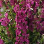 Angelonia Serafina Raspberry