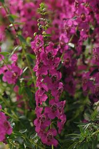 Serafina Raspberry