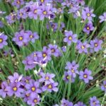 Sisyrinchium angustifolium Lucerne