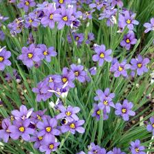 Sisyrinchium angustifolium Lucerne