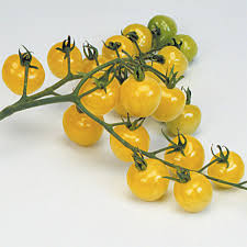 Snowberry