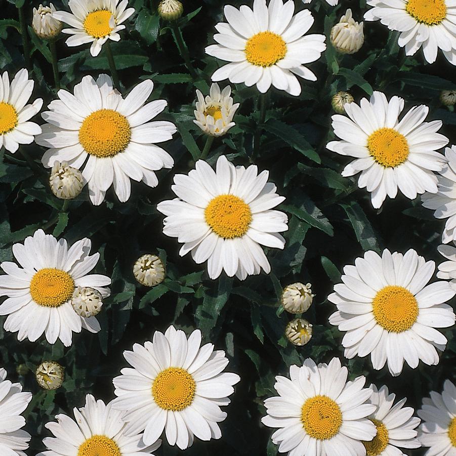 Snowcap