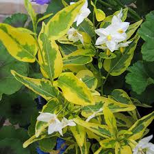 Solanum jasmino Varigata