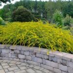 Solidago rugosa Fireworks