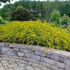 Solidago rugosa ‘Fireworks’
