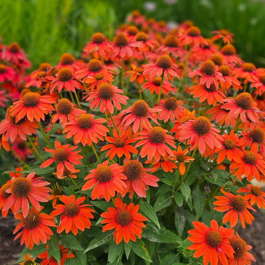 Sombrero Adobe Orange