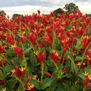 Spigelia marilandica