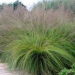 Grass- Sporobolus heterolepis