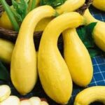Squash Summer Gold Crook Neck (Peat Pot)